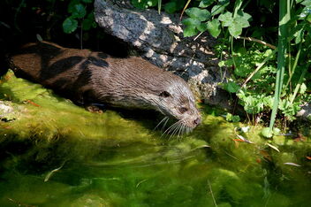 otter taking a splash - image gratuit #476443 