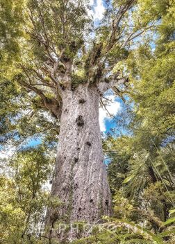 God of the forrest, Tane Mahuta - Kostenloses image #476503