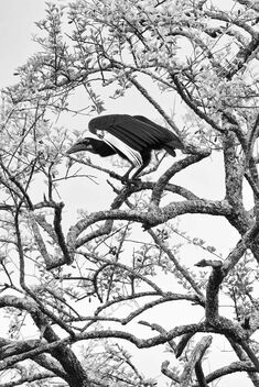 Abyssinian Ground Hornbill - Kostenloses image #476563