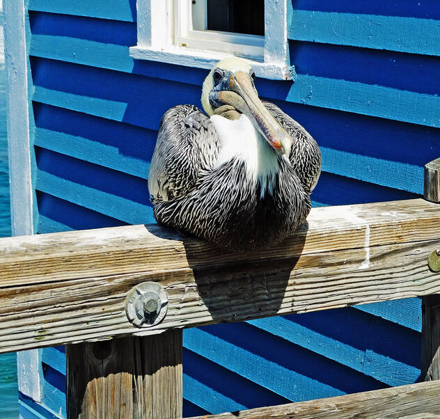 You lookin' at me?, Pelican at Oceanside Pier, CA 9-19 - image #476773 gratis
