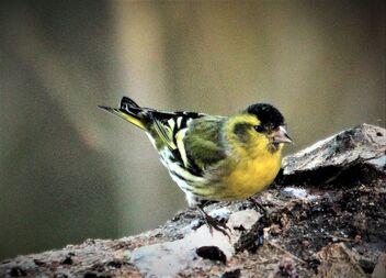 Green Sparrow,,, Spinus spinus - - Free image #476843