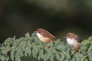 A Pair of Yellow Eyed Babblers - image gratuit #476893 