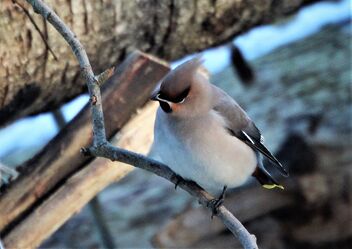Waxwing - Free image #476993