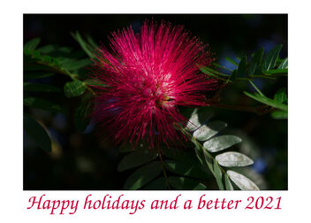 Happy holidays and a better 2021 - image gratuit #477213 