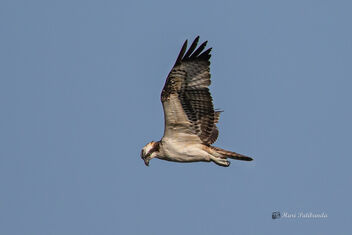 An Osprey Surveying before the dive - image gratuit #477893 