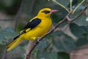 An Indian Golden Oriole - Surprise Visitor - Free image #477963