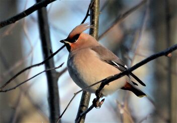 Waxwing - Free image #478013