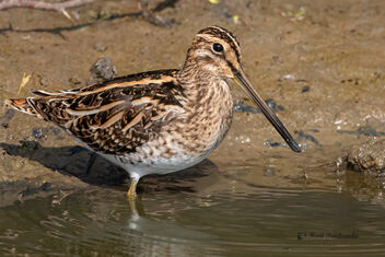 A Lifer - First sighting of a Common Snipe - image gratuit #478193 