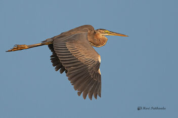 A Purple Heron flying home during sunset - Free image #478303