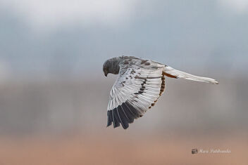 A Montagu's Harrier flying low over the grasslands - image gratuit #478423 