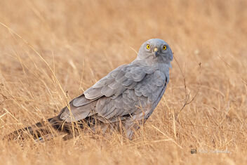 A Montagu's Harrier male roosting for the night - image #478533 gratis