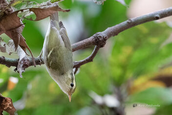 A Western Crowned Warbler in Action - Kostenloses image #478613