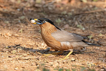 A Brahminy Starling enjoying a delicious breakfast! - Free image #478943