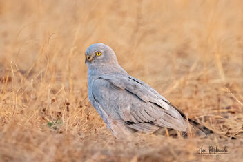 A Pallid Harrier Male Roosting - Free image #479033