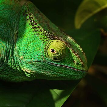 Green Chameleon - image #479193 gratis