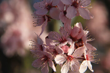 Cherry blossom - image #479363 gratis