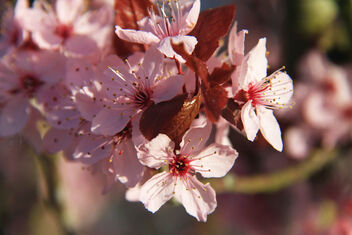 Pink Cherry Blossoms - image #479633 gratis