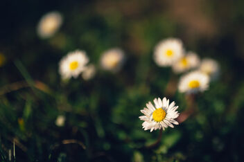 Close-up of Common daisy flowers in the sun - бесплатный image #479663