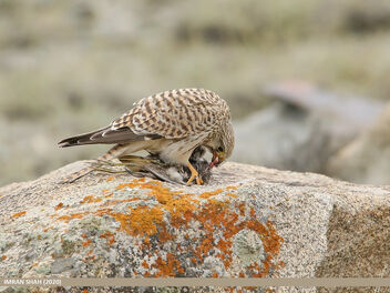 Common Kestrel (Falco tinnunculus) - image gratuit #479733 