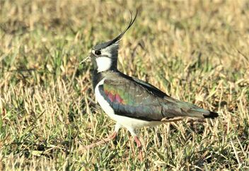 Colorful Lapwing - Kostenloses image #479983
