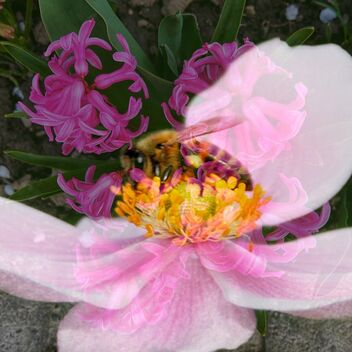Toronto Ontario ~ Canada ~ Edwards Gardens ~ Botanical Garden - Macro Wasp Macro - Kostenloses image #480043