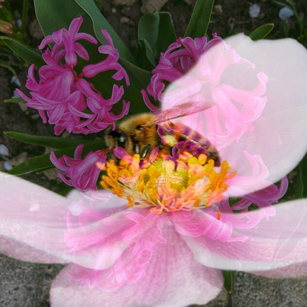 Toronto Ontario ~ Canada ~ Edwards Gardens ~ Botanical Garden - Macro Wasp Macro - бесплатный image #480043