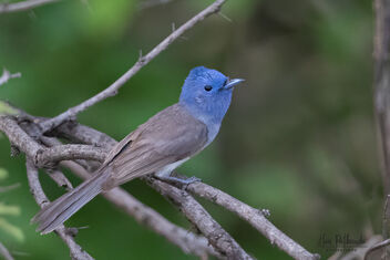 A Female Black Naped Monarch last's hunt for the day - image #480073 gratis