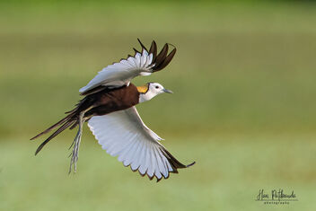 A Jesus Bird taking off - Free image #480233