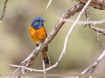 Blue-fronted Redstart (Phoenicurus frontalis) - Free image #480433