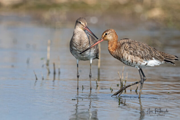 Black Tailed-Godwits - With and Without Breeding Plumage - Kostenloses image #480513