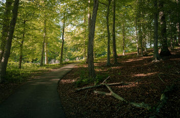 Wooded Path - Kostenloses image #480523