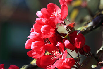 Cherry blossom - бесплатный image #480973