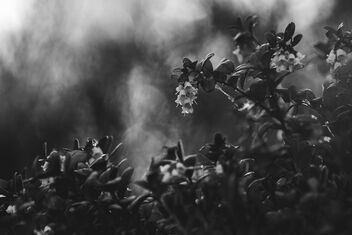 Vaccinium vitis-idaea 11 - бесплатный image #481243