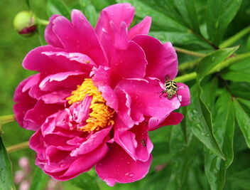 Bumblebee on the peony - image #481503 gratis