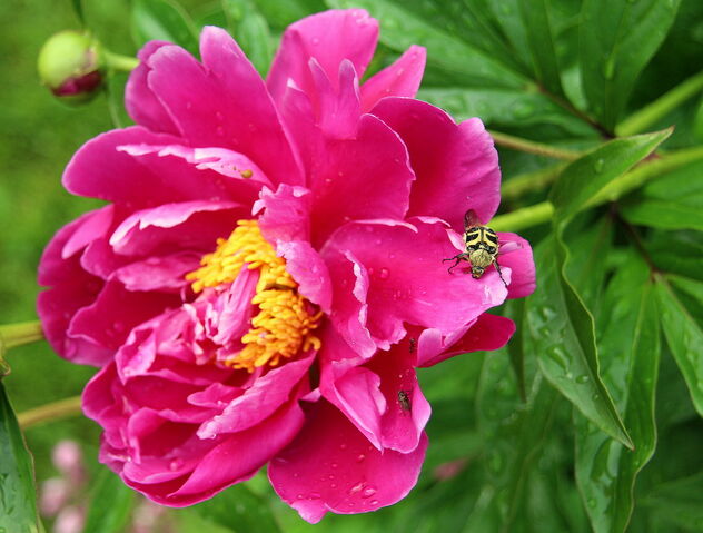 Bumblebee on the peony - Free image #481503