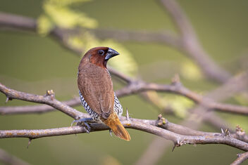 A Scaly breasted Munia in Nice light - Kostenloses image #481623