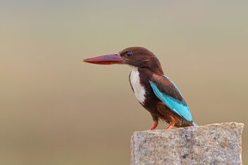 A White-Throated Kingfisher on a lovely perch - image #481643 gratis