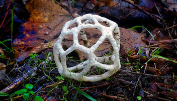 Basket fungi. - бесплатный image #481813