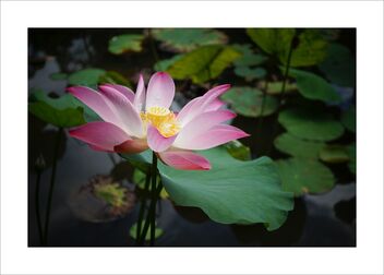 Lotus flower - image #481963 gratis