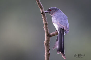 A White Bellied Drongo in a playful mood - image #482063 gratis