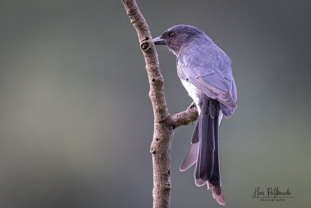 A White Bellied Drongo in a playful mood - бесплатный image #482063