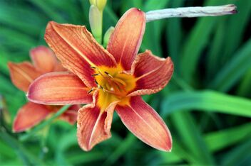 One species of lily - image #482083 gratis
