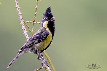 An Indian Yellow Tit Calling for its Partner - image gratuit #482123 