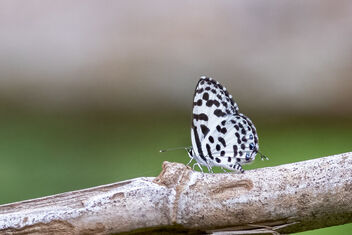 A small Banded Blue Peirrot resting in the wind - Kostenloses image #482143