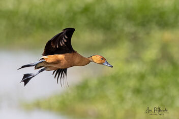 A Fulvous Whistling Duck in Flight - Kostenloses image #482323