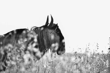 Wildebeest - Free image #482333