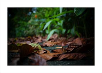 Dried leaves - Free image #482353