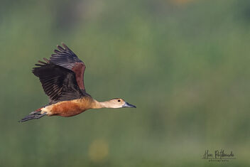 A Lesser Whistling Duck in Flight - image #482513 gratis