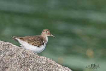A Common Sandpiper looking for a spot - Free image #482553