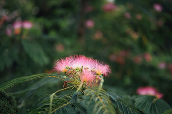 Pink fluffy flowers on a Persian silk tree (Albizia julibrissin) close-up - Kostenloses image #482583